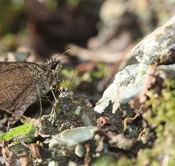 Aeromachus bandaishanus