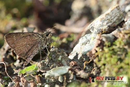 Aeromachus bandaishanus