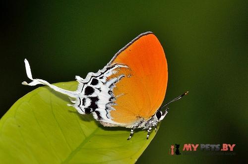 Eooxylides tharis