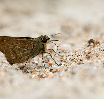 Pithauria stramineipennis