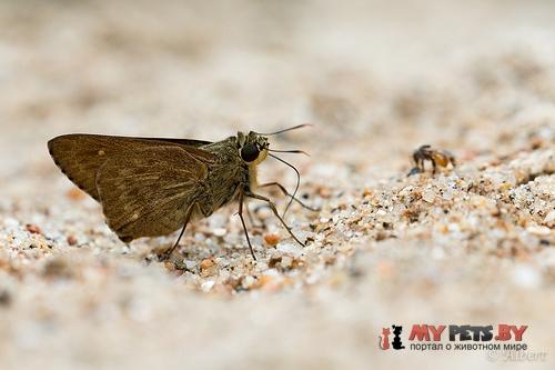 Pithauria stramineipennis