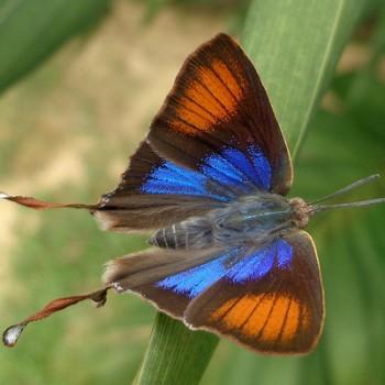 Myrina silenus