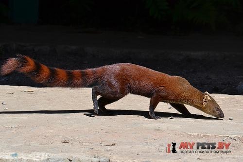 Galidia elegans (Кошачий мангуст)