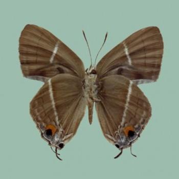 Dacalana treadawayi