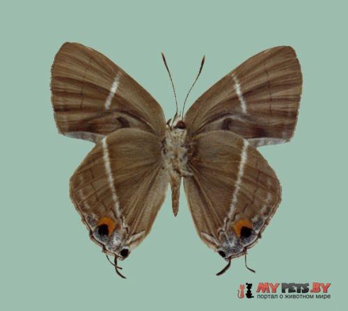 Dacalana treadawayi