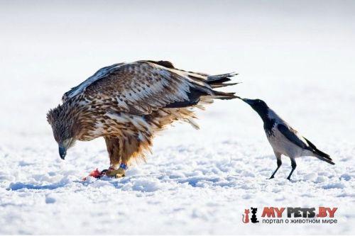 милые животные