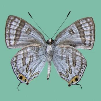 Sinthusa mindanensis