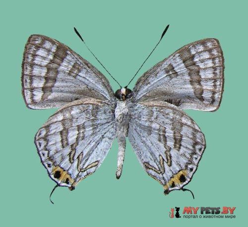 Sinthusa mindanensis