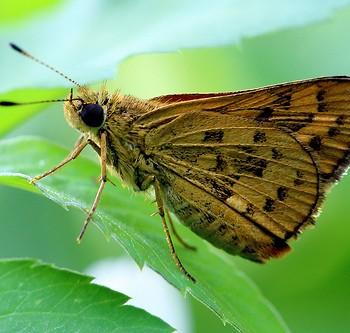 Potanthus confucius