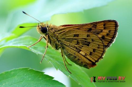 Potanthus confucius