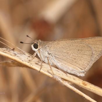 Gegenes nostrodamus