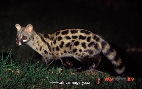 Genetta victoriae