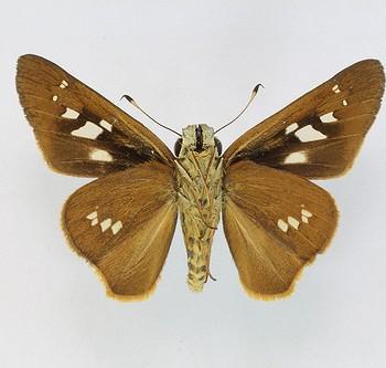 Calpodes ethlius