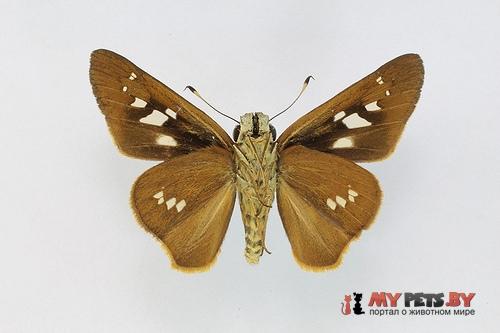 Calpodes ethlius