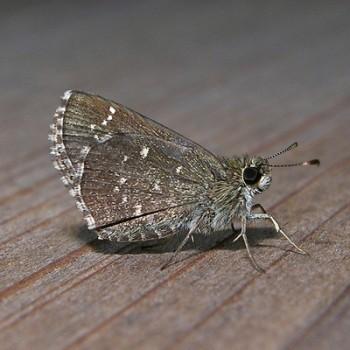 Amblyscirtes celia
