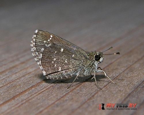 Amblyscirtes celia