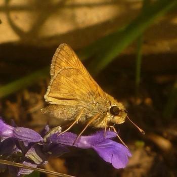 Atalopedes campestris