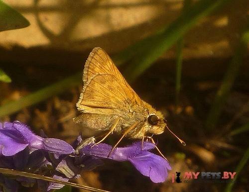 Atalopedes campestris