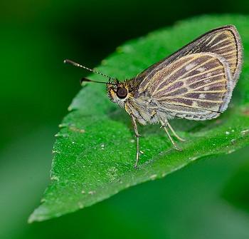 Callimormus interpunctata