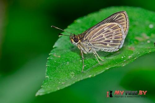 Callimormus interpunctata