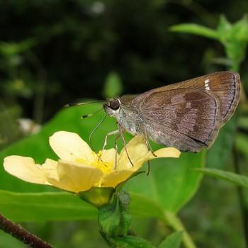 Cymaenes odilia
