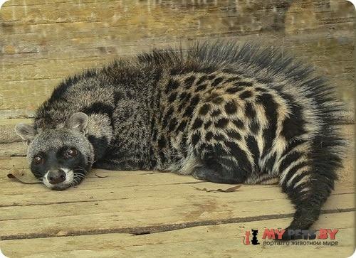 African civet