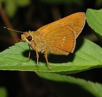 Polytremis lubricans
