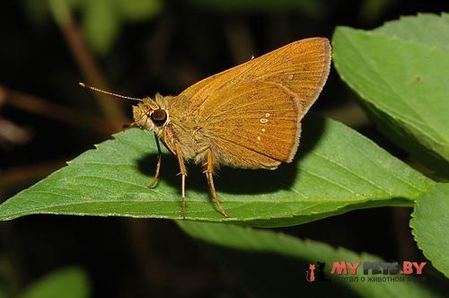 Polytremis lubricans
