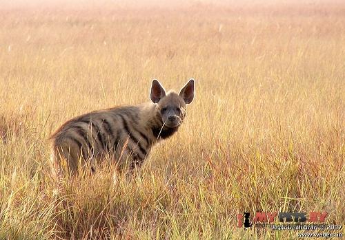 Striped hyena
