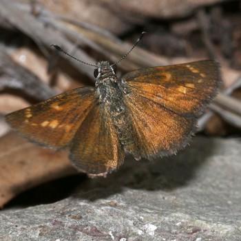 Amblyscirtes cassus