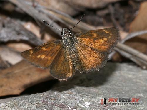 Amblyscirtes cassus