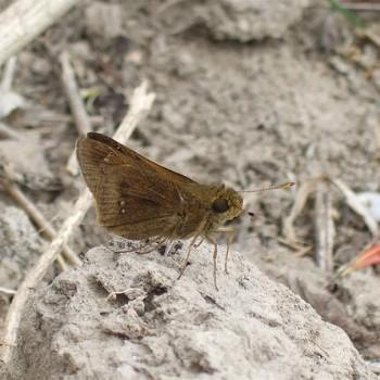 Decinea percosius