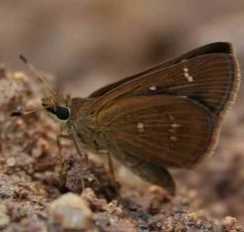 arnetta vindhiana