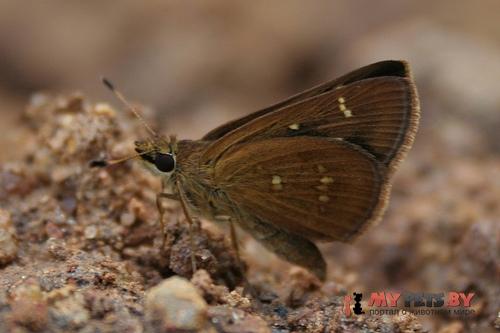 Arnetta vindhiana