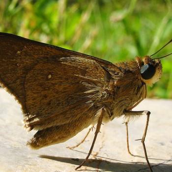 Pelopidas thrax