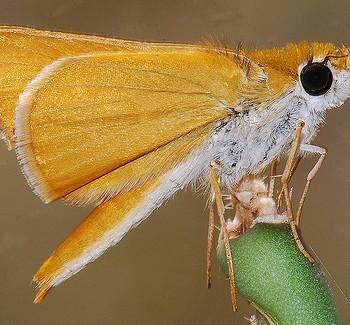 Copaeodes aurantiaca