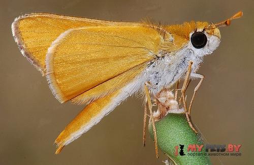 Copaeodes aurantiaca