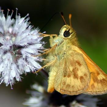Ochlodes sylvanoides