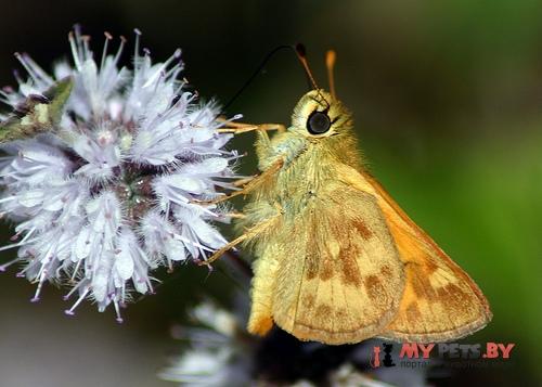 Ochlodes sylvanoides