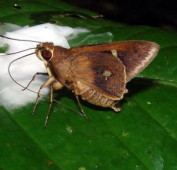 Carystoides hondura