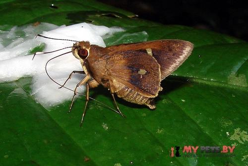 Carystoides hondura