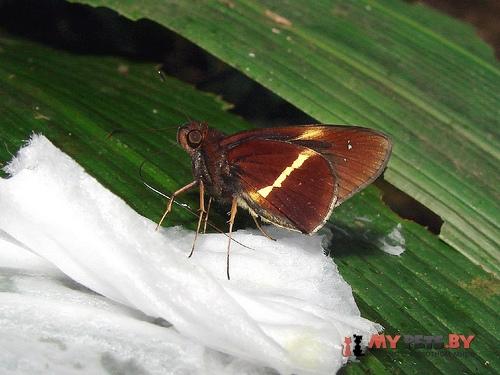 Dubiella dubius