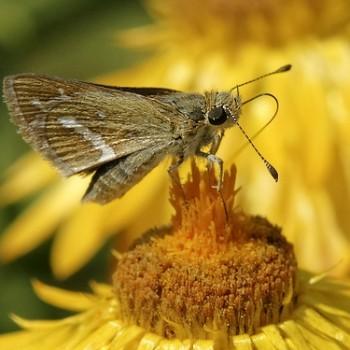 Taractrocera papyria