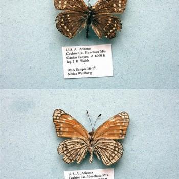 Cynea cynea