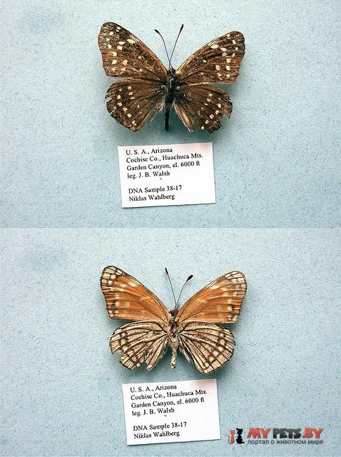 Cynea cynea