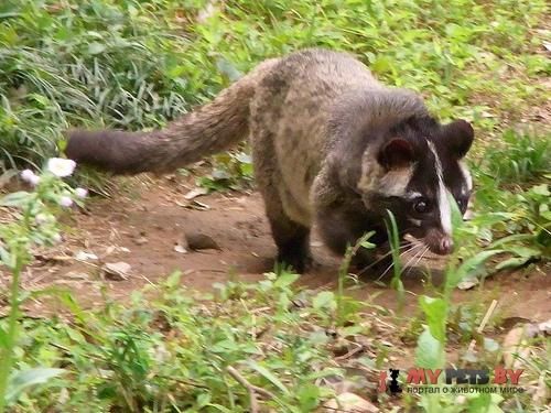 Masked palm civet