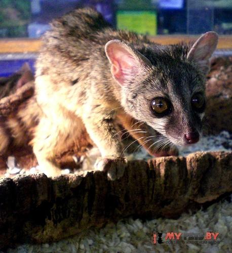 Pardine Genet