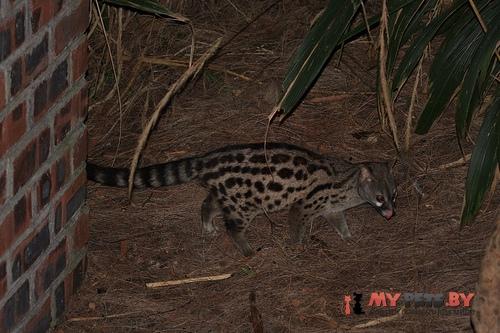 Cape genet
