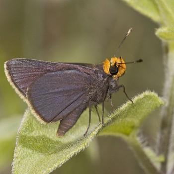 Amblyscirtes phylace