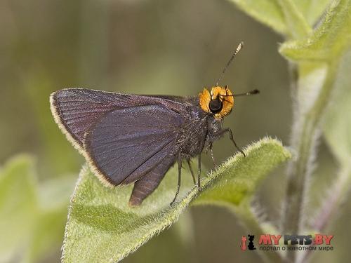 Amblyscirtes phylace